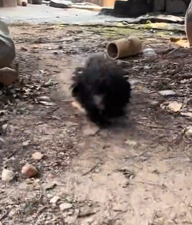 T1611047 Rescue dog.#rescue #animals #adoptdontshop #petlover #straydog #hop…_part2