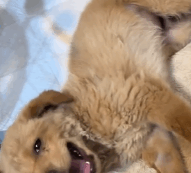 T1611045 #rescue #animals #parvo #caninedistemper #adoptdontshop #petlover part2