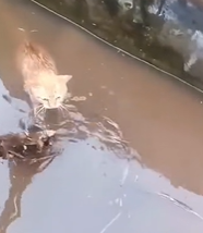 T2111003 kitten fell into water cried help.I pulled him out part2