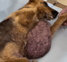 T1611046_Rescue dog.#rescue #animals #tumor #desert #adoptdontshop #petlover part2