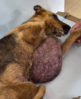 T1611046_Rescue dog.#rescue #animals #tumor #desert #adoptdontshop #petlover part2