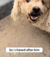 T2111001 little Bichon Frise was kicked away by noodle shop owner part2