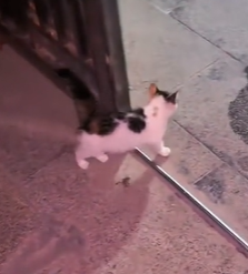 T1611044_Rescue cat.#Tatcha #rescue #animals #adoptdontshop #petlover #stray part2