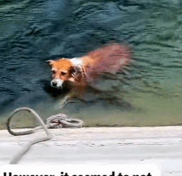 T1611043 Rescue dog.#Tatcha #rescue #animals #adoptdontshop #petlover #stray part2