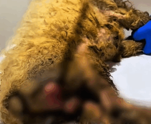 T1611042_Rescue dog.#Tatcha #rescue #animals #adoptdontshop #petlover #stray… part2