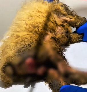 T1611042_Rescue dog.#Tatcha #rescue #animals #adoptdontshop #petlover #stray… part2