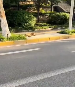 T1611041_Rescue dog.#Tatcha #rescue #animals #adoptdontshop #petlover #stray…_part2