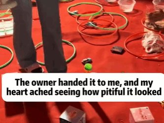 T1611040 Rescue cat.#Tatcha #rescue #animals #adoptdontshop #petlover #cat part2