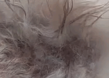 T1211030 stray dog was sick had to stay outside in snow rain part2