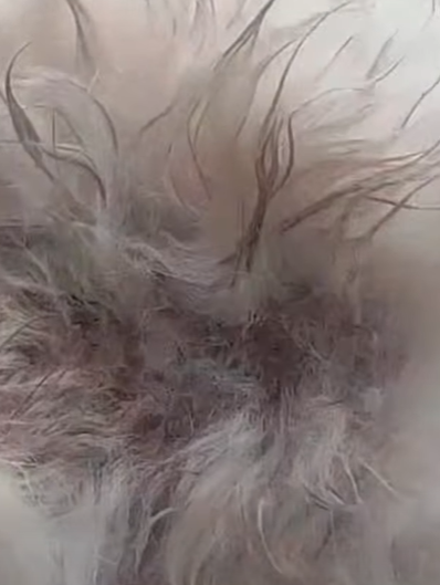 T1211030 stray dog was sick had to stay outside in snow rain part2