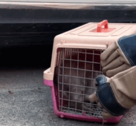 T1511026 Stray cat rescue cat rescuecat rescueanimals straycat help fyp part2