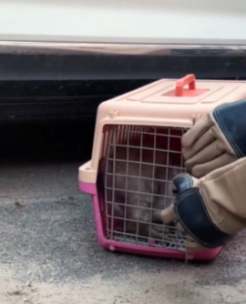 T1511026 Stray cat rescue cat rescuecat rescueanimals straycat help fyp part2