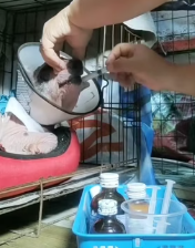 T2111055 Girl rescued mangy dog changed after months #rescue #rescueanimal part2