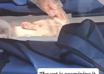 T0111078 Rescued a kitten that fell from up high and then rescue kitten fyp part2