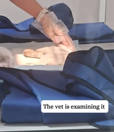 T0111078 Rescued a kitten that fell from up high and then rescue kitten fyp part2