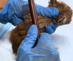 T1611039_Rescue cats.#Tatcha #rescue #animals #adoptdontshop #petlover #cat_part2