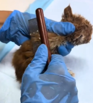 T1611039_Rescue cats.#Tatcha #rescue #animals #adoptdontshop #petlover #cat_part2