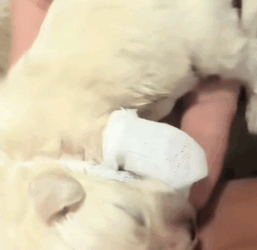 T1611038_Rescue dog.#Tatcha #rescue #animals #adoptdontshop #petlover #dog_part2