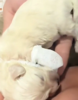 T1611038_Rescue dog.#Tatcha #rescue #animals #adoptdontshop #petlover #dog_part2