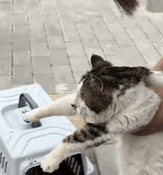 T1611034 Rescue cat Rescue cat #rescue #animals #adoptdontshop #petlover_part2