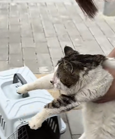 T1611034 Rescue cat Rescue cat #rescue #animals #adoptdontshop #petlover_part2