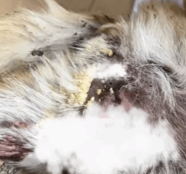 T1611036_Rescue dog#Tatcha #rescue #animals #adoptdontshop #petlover #dog part2