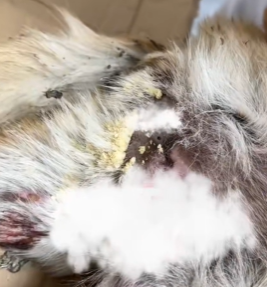 T1611036_Rescue dog#Tatcha #rescue #animals #adoptdontshop #petlover #dog part2