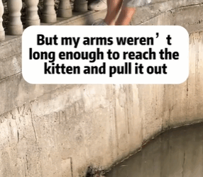 T1611033 Rescue cat #rescue #animals #adoptdontshop #petlover #cat #hopefor part2