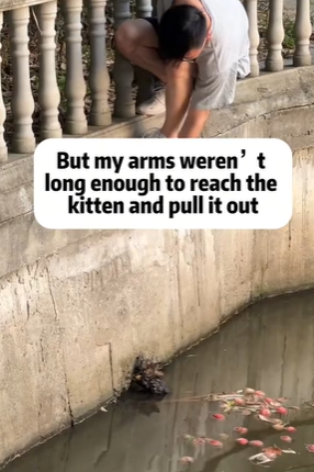 T1611033 Rescue cat #rescue #animals #adoptdontshop #petlover #cat #hopefor part2