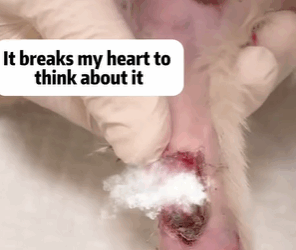 T1611032 Rescue cat #rescue #animals #adoptdontshop #petlover #cat #cutecat part2