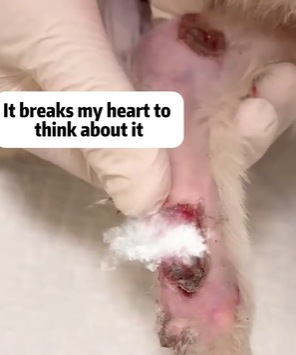 T1611032 Rescue cat #rescue #animals #adoptdontshop #petlover #cat #cutecat part2