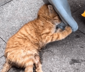 T1611031 Rescue cat #rescue #animals #adoptdontshop #petlover #cat #cutecat part2