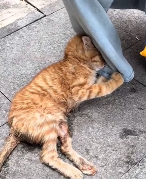 T1611031 Rescue cat #rescue #animals #adoptdontshop #petlover #cat #cutecat part2