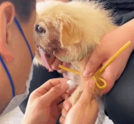 T1611009_Carrying Scars, Yet Still Longing Warmth He Chooses to Trust Human part2