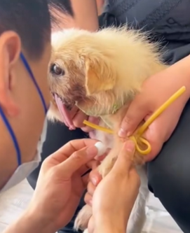 T1611009_Carrying Scars, Yet Still Longing Warmth He Chooses to Trust Human part2