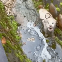 T1211009 cute animals part2