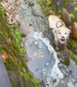 T1211009 cute animals part2