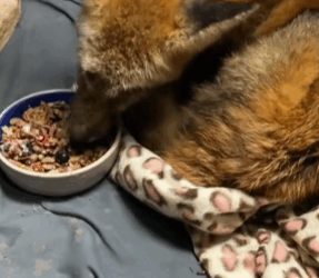 T1511025 saw fox with jar stuck on its head and rescue part2