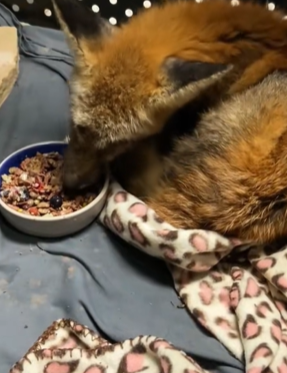 T1511025 saw fox with jar stuck on its head and rescue part2