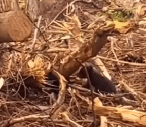 T0111076 Not a stray part2