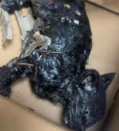 T2111054 found stray cat was covered in glue#cat #catsoftiktok part2