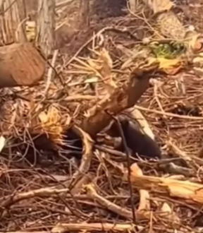 T0111076 Not a stray part2