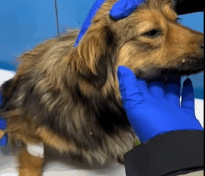 T1611003 rescued puppy decided to adopt him#puppy #dog #rescue #animal part2