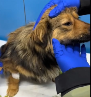 T1611003 rescued puppy decided to adopt him#puppy #dog #rescue #animal part2