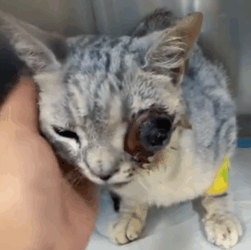 T1611004 rescued cat brought it home #animals #cat #animalrescue #help part2