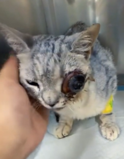 T1611004 rescued cat brought it home #animals #cat #animalrescue #help part2