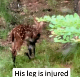 T1611001 deer fell into hole,I rescued him,and then #deer #animals part2