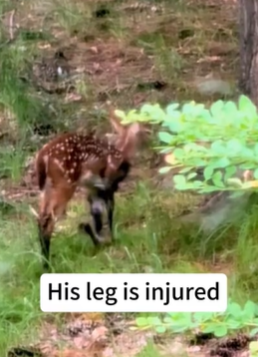 T1611001 deer fell into hole,I rescued him,and then #deer #animals part2