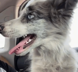 T1611006 Every timid wag of his tail is silent plea help #dog #straydog part2