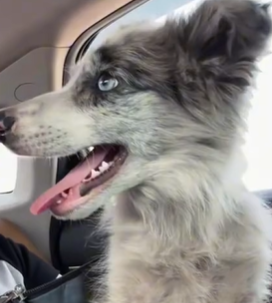 T1611006 Every timid wag of his tail is silent plea help #dog #straydog part2